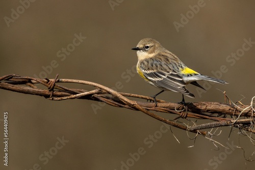 Yellow-rumped Warbler Perched on a vine