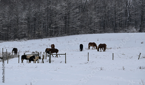 Horses in the snow