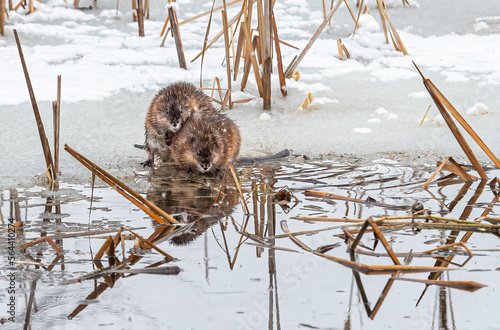 muskrats eating and playing on the edge of the ice in a pond in winter