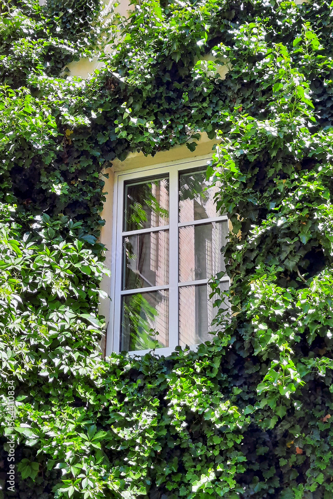 Beautiful modern window surrounded by greenery Beautiful modern window surrounded by greenery