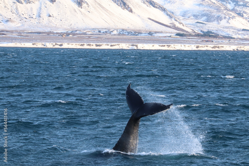 Fototapeta premium dolphin jumping out of water