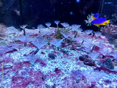 fish in aquarium