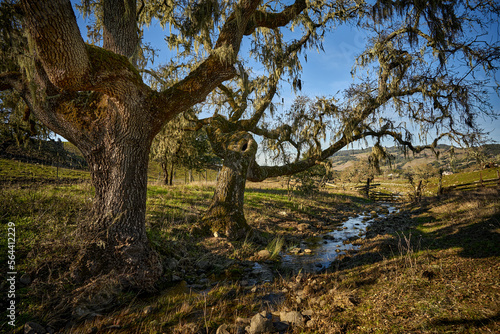 two oak trees alongside a creek