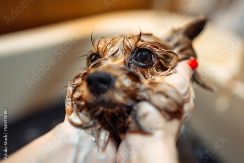 Animal care. The dog takes a bath. Wet dog's head. photo