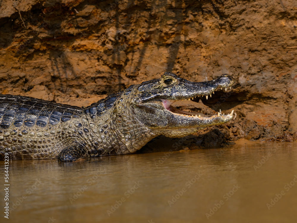 Fototapeta premium Caiman sunbathing on the river's shore in Pantanal, Brazil