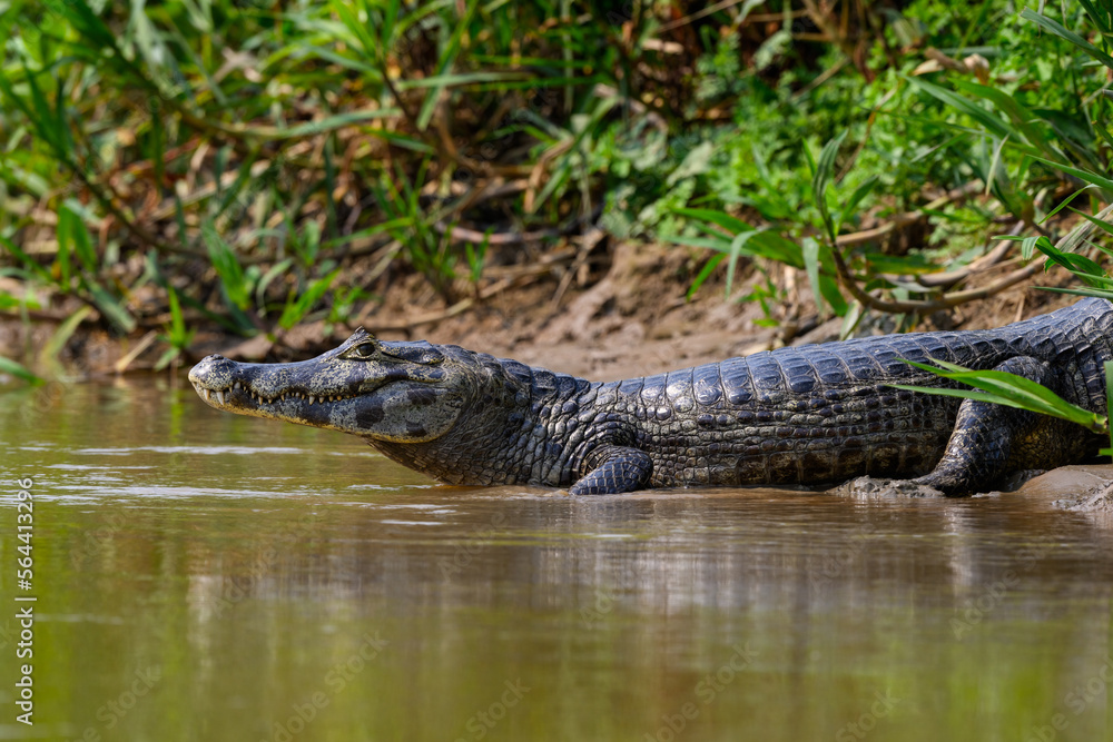 Caiman sunbathing on the river's shore in Pantanal, Brazil Caiman sunbathing on the river's shore in Pantanal, Brazil