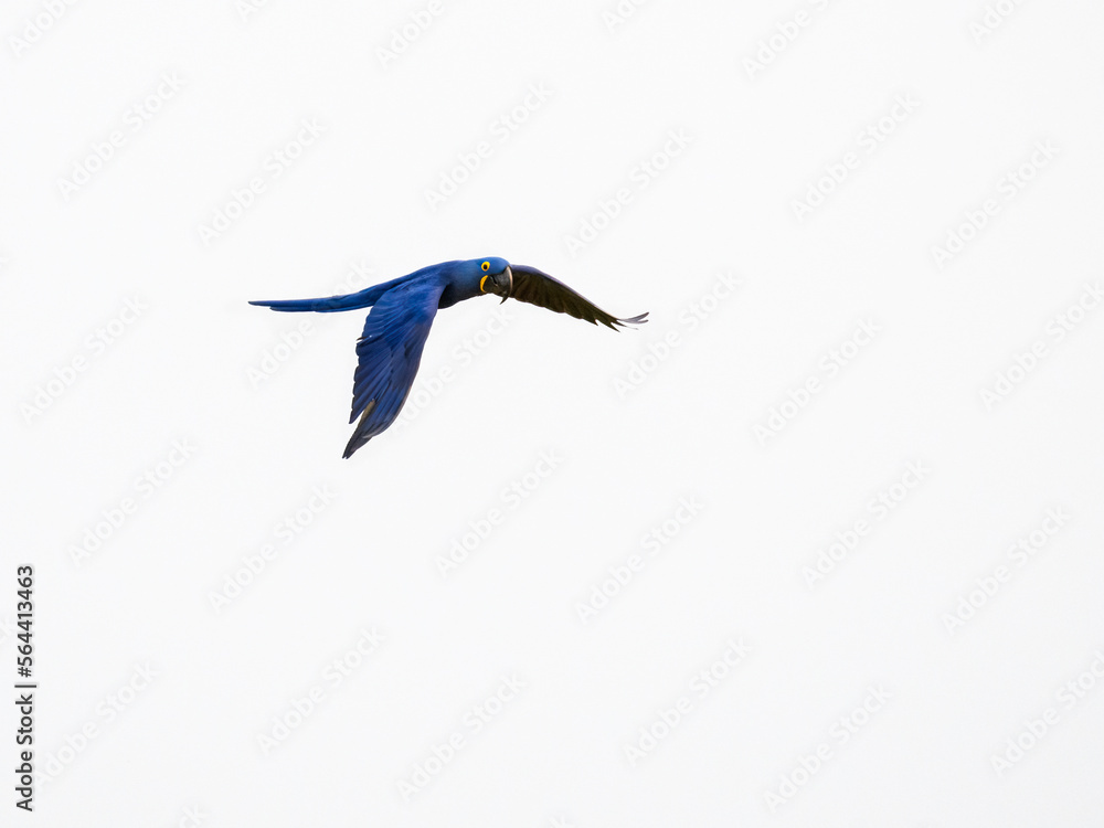 Obraz premium Hyacinth Macaw in flight in Pantanal, Brazil