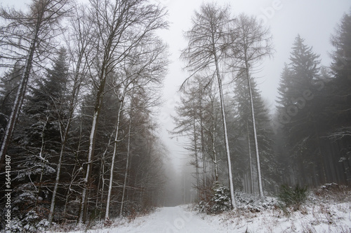 Foggy winter day in snowy forest during snowfall in the Black Forest,  Germany photo