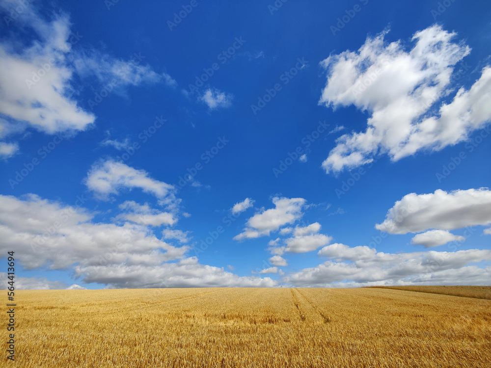 Getreidefeld mit blauem Himmel