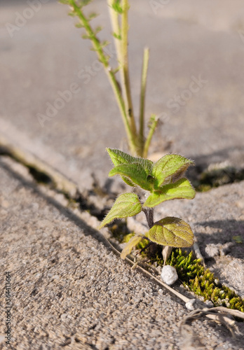 Pflanze bricht durch Asphalt