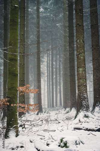 Foggy winter day in snowy forest during snowfall in the Black Forest,  Germany photo