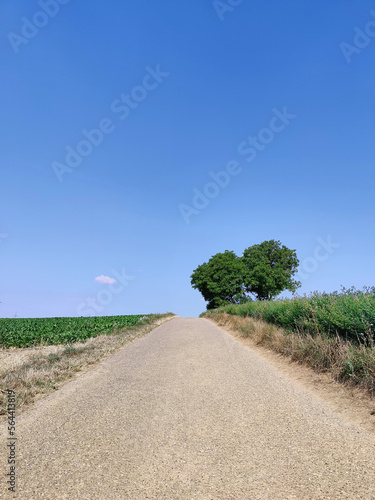 Asphaltierter Feldweg mit Bäumen