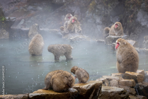 Canvas Print Hotspring Monkeys in Nagano Park.