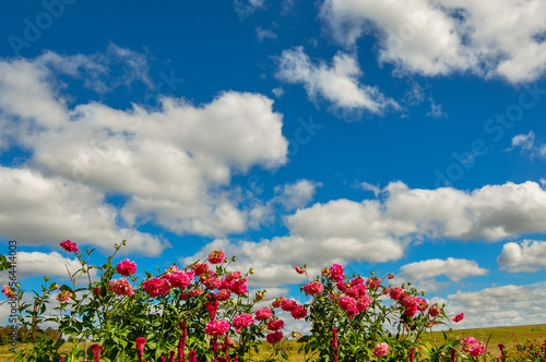 Colorful flowers in the garden of the back yard in the fall. Autumn season. D...