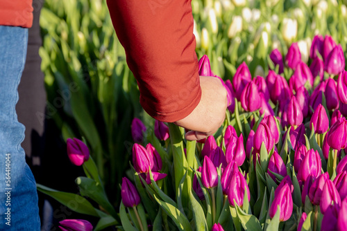 Selective focus of a man hand picking purple flowers with green leaves, Tulips (Tulipa) are a genus of spring-blooming perennial herbaceous bulbiferous geophytes, National tulip day in Netherlands. photo