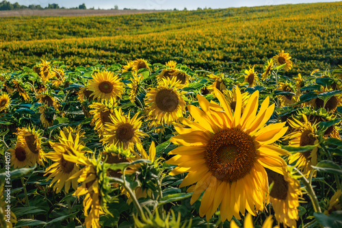 sunflower field on the hills, rows of yellow small lower head