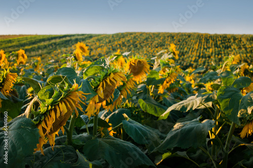 yellow small sunflower field on the hills and rows