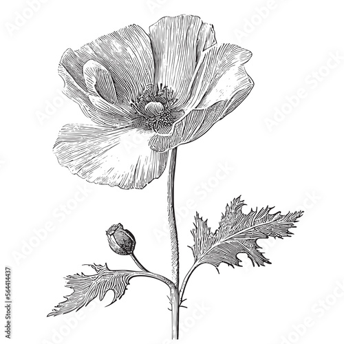 Poppy flower and bud hand drawn engraving style sketch Vector illustration