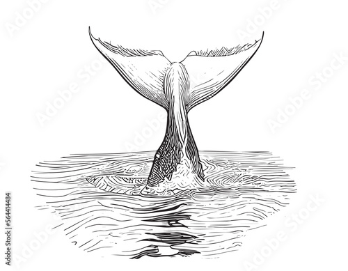 Whale tail in water sketch hand drawn Vector illustration