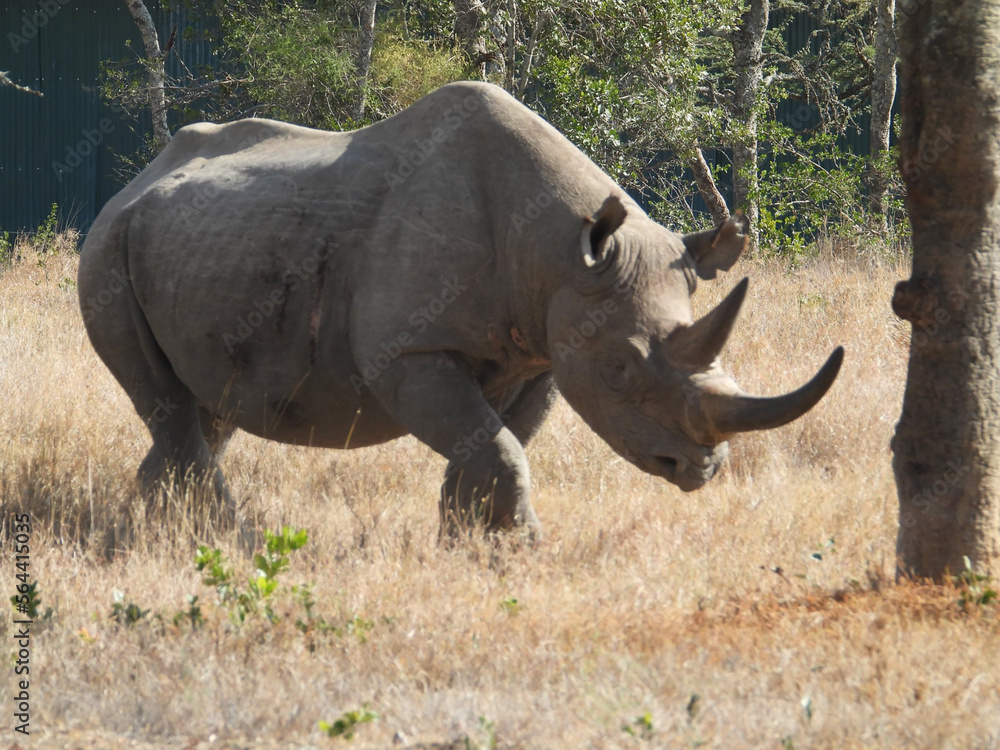 Obraz premium rhino in the wild