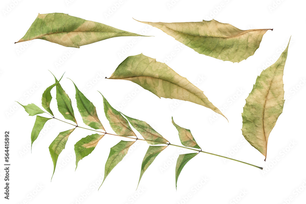 Dry neem leaves isolated on transparent background Stock Photo | Adobe ...