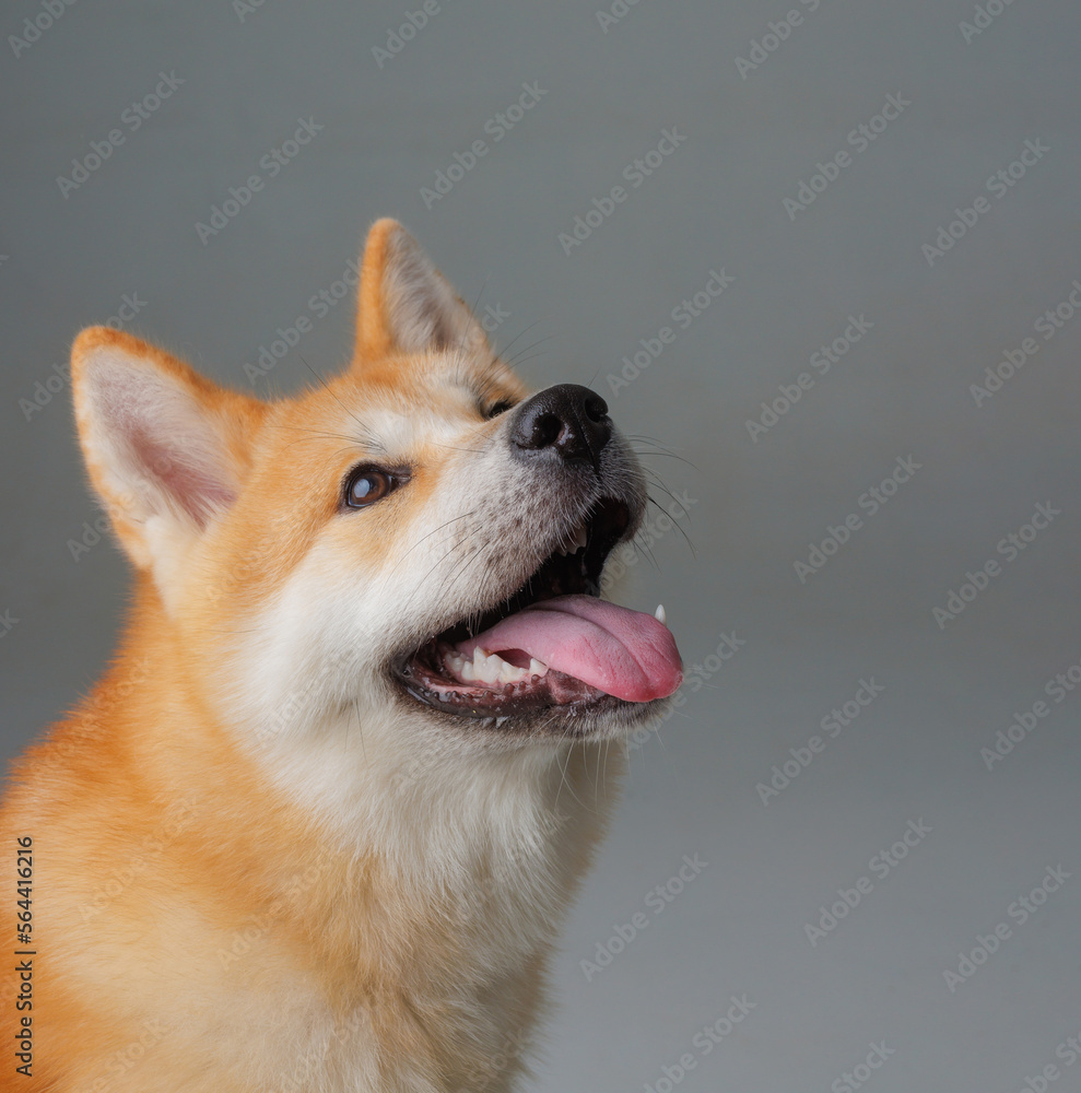 red dog japanese akita inu on a pink background close-up, the concept of love for dogs red dog japanese akita inu on a pink background close-up, the concept of love for dogs