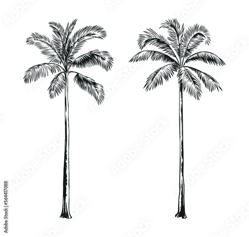 Hand drawn black and white tropical palms. Vector illustration set. Hawaiian plants in realistic style. Foliage design. Botanical elements isolated on a white background.