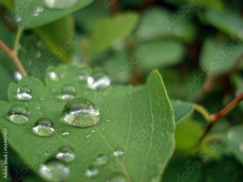 Large and small dew drops on a large green leaf in macro 