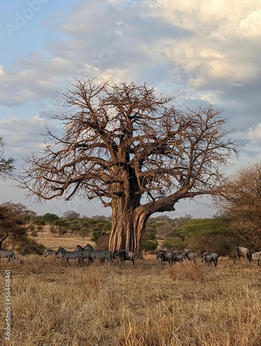 Baobab tree