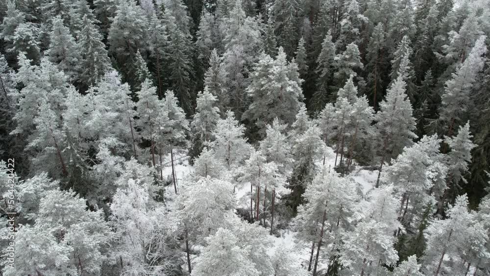 Aerial view of a winter morning in Kurjenrahka National Park, Finland. The frozen forest is a beautiful white. Aerial view of a winter morning in Kurjenrahka National Park, Finland. The frozen forest is a beautiful white.