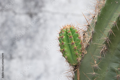 Small new cactus growing over an old one in a garden at Juan Lacaze, Colonia, Uruguay photo