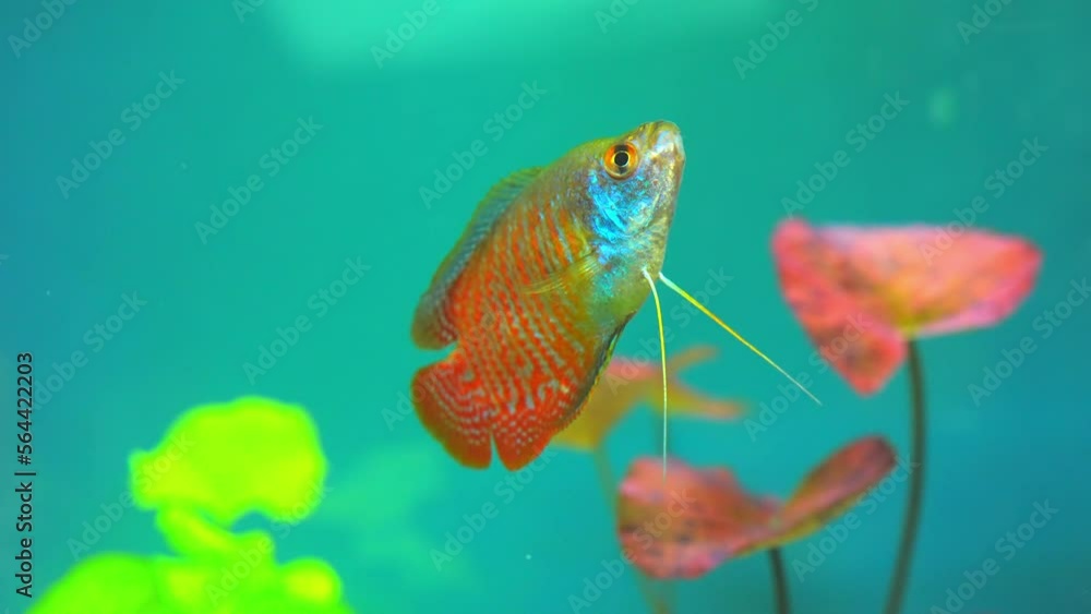 Dwarf gourami fish close up macro slow motion shot. Flame gourami, Red ...