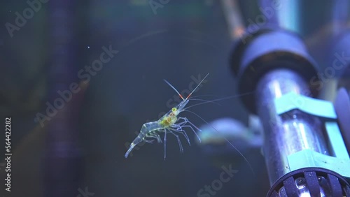 Freshwater ghost shrimp macro shot in slow motion. Close up with very shallow depth of field. Algae-eating Pinocchio shrimp, Feeders. Opaque transparent glass shrimp with crooked back tail. photo