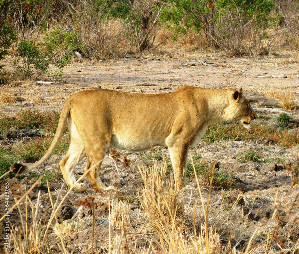 Fototapeta premium Leona africana.