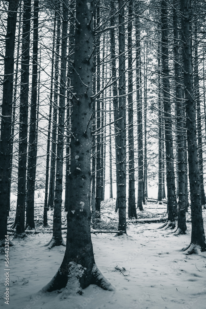 Naklejka premium Pine forest in winter. Nature background. monochrom