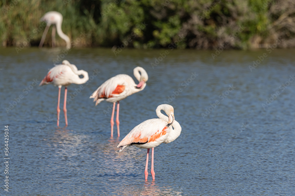 Flamingos at the Ornithological Park of Pont de Gau.
