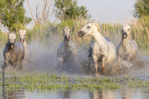 Horses running through the marshes in the Camargue.