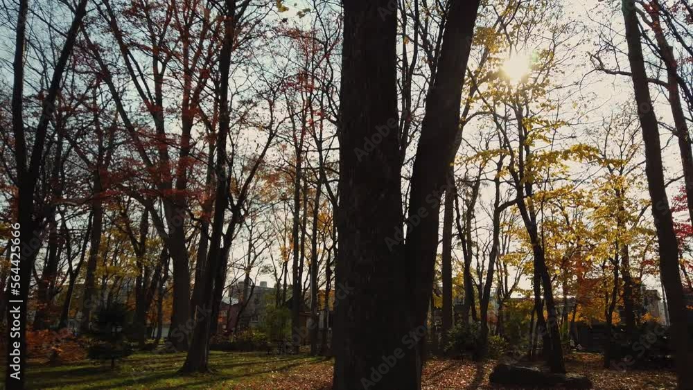 秋の公園、林の中、落ち葉が舞い散る中を歩く。