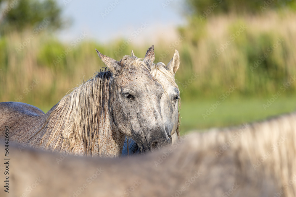 Horses in the marshes of the Camargue. Horses in the marshes of the Camargue.