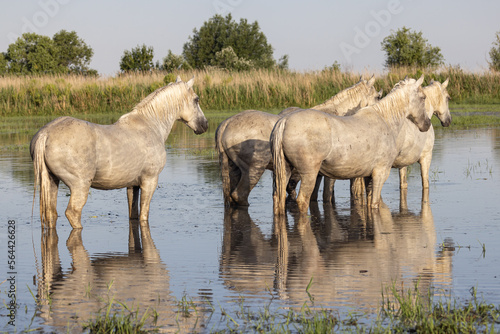 Fototapeta Naklejka Na Ścianę i Meble -  Horses in the marshes of the Camargue.