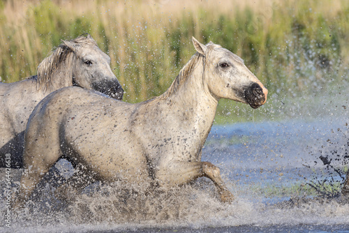 Horses running through the marshes in the Camargue.
