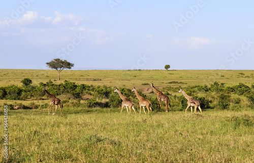 Photography Beautiful giraffe in the wild nature of Africa.
