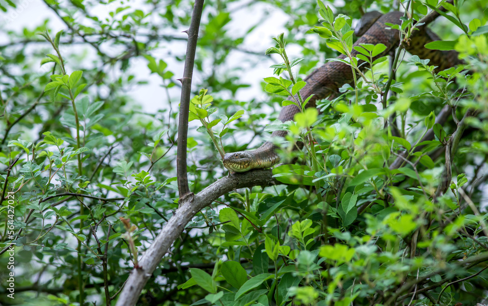 snake in tree
northern water snake from northern Virginia 