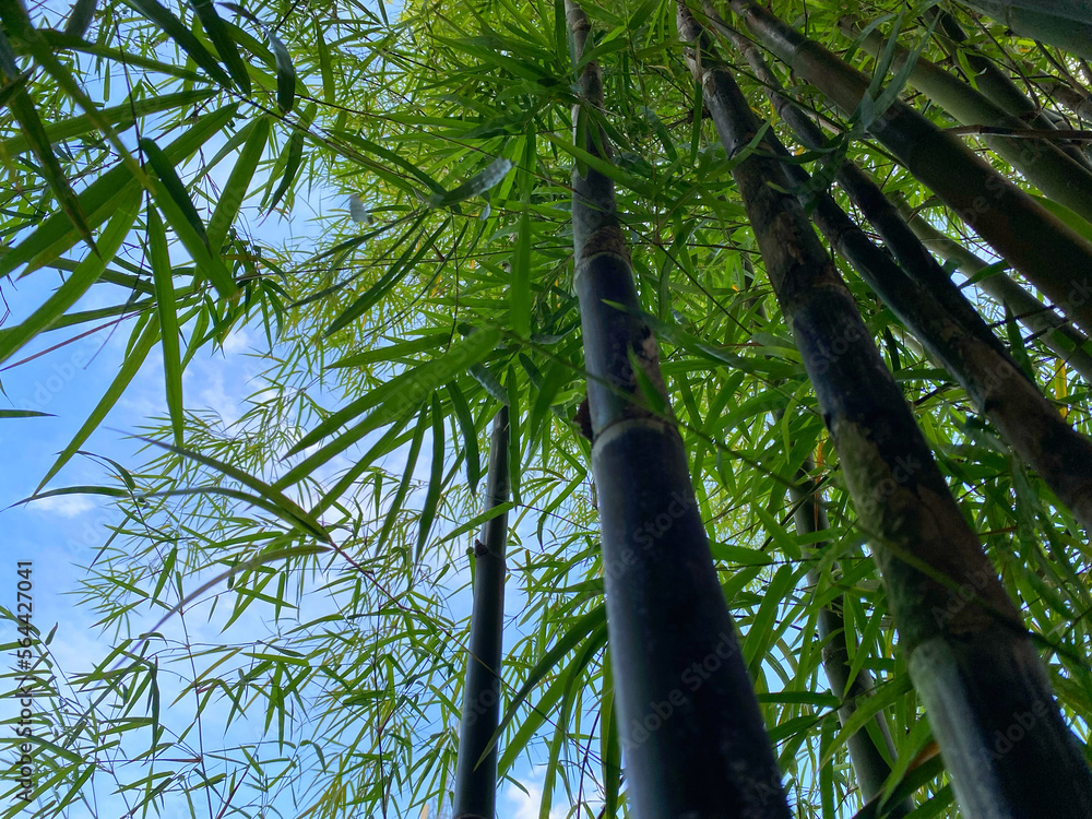 Fototapeta premium close up and low view of bamboo tree trunks and leaves blowing in the breeze with blue sky. Directly below of the bamboo tree