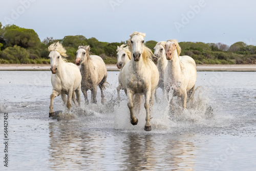 Fototapeta Naklejka Na Ścianę i Meble -  Herd of horses running through the marshes of the Camargue.