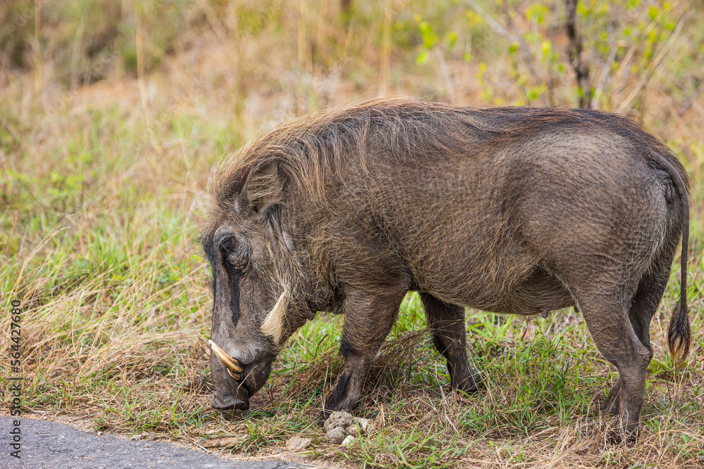 Warthog grazing next to road in Kruger National Park Warthog grazing next to road in Kruger National Park