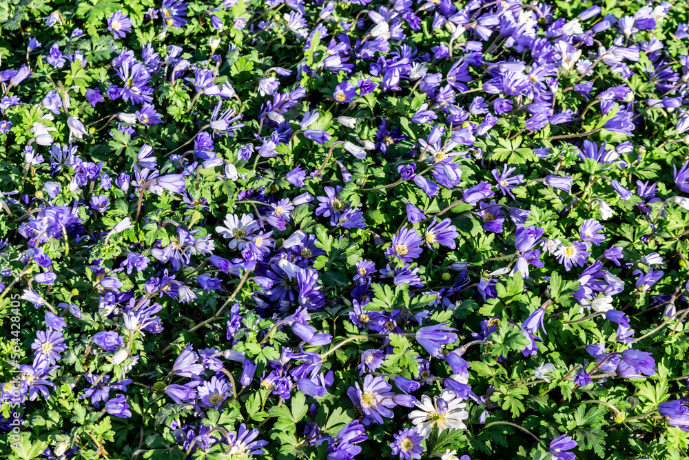 Naklejka premium Flowering blue Anemones Blanda in spring forest. Spring small purple flowers in the garden. Floral background with flowers and green leaves.