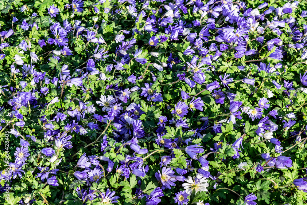 Flowering blue Anemones Blanda in spring forest. Spring small purple flowers in the garden. Floral background with flowers and green leaves.