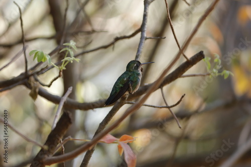 hummingbird on the tree branch 