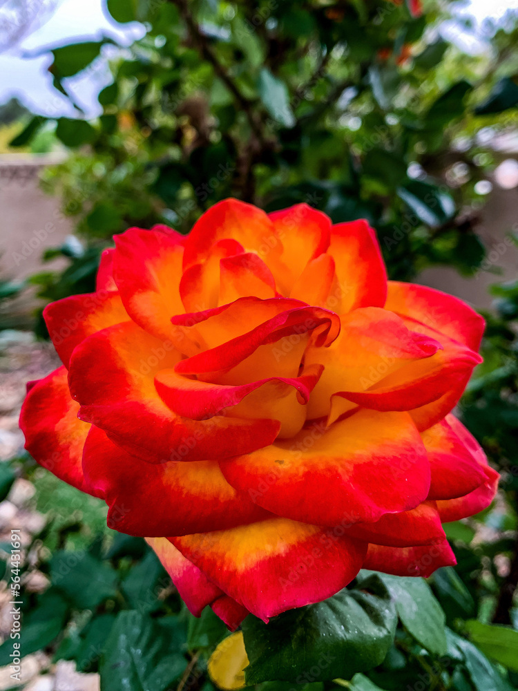 red rose in garden